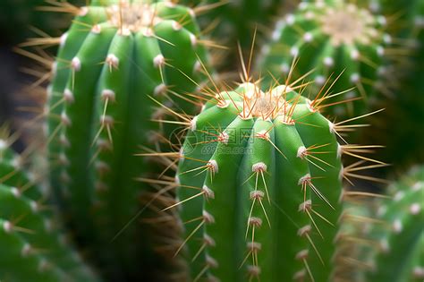 尖刺植物|植物身上的刺是从哪里来的？